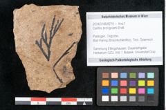 Foto (Objekt + Etikett) von Callitris brongniartii Endl. (NHMW-GEO-2024-0188-8216)
